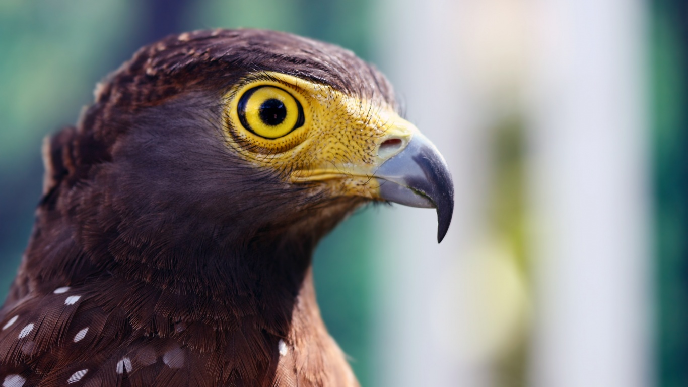 Взгляд орла обои