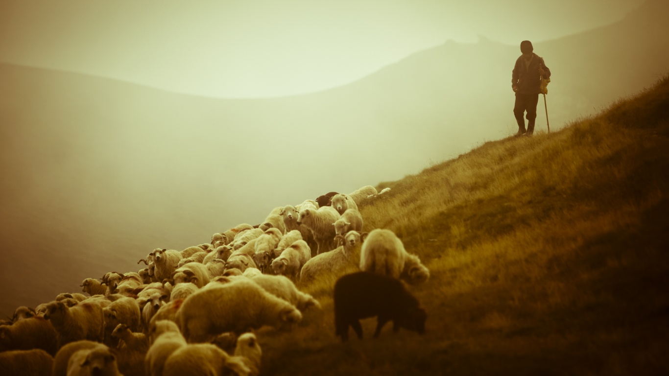 Пастух и стадо обои