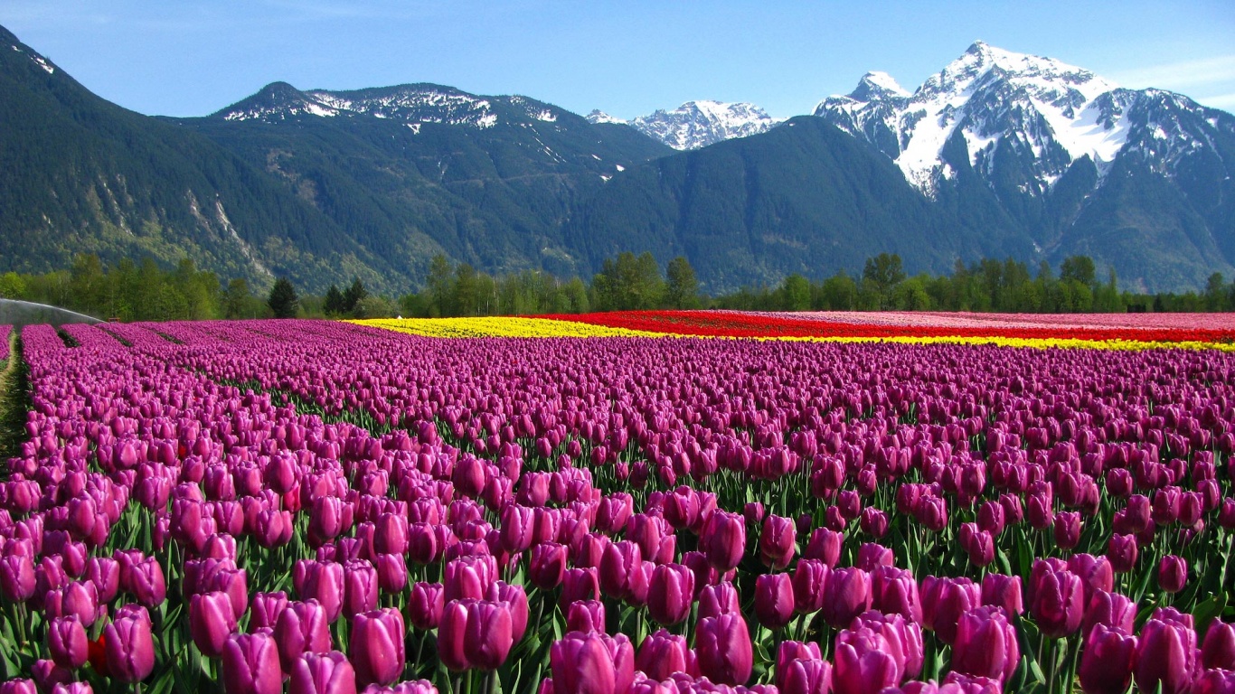 Поле тюльпанов обои