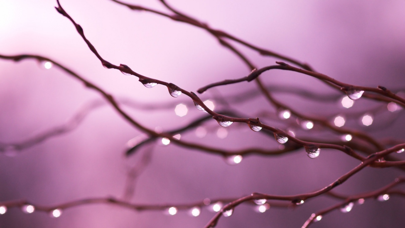 Капли на ветке обои