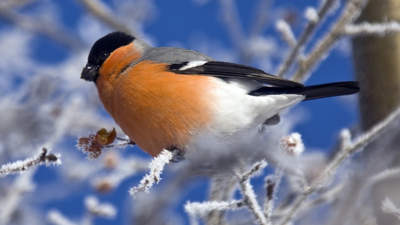 Снегирь на ветке обои