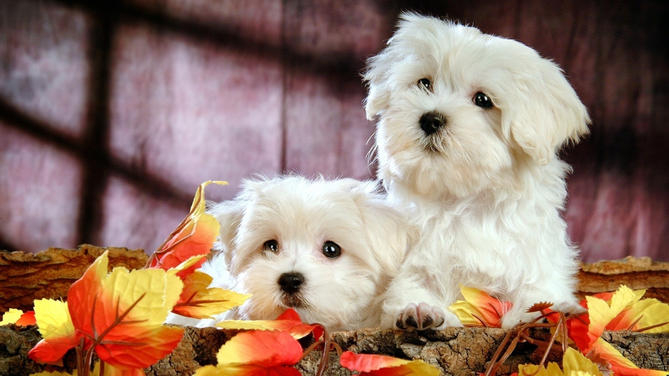 Два белых и пушистых пёсика  обои