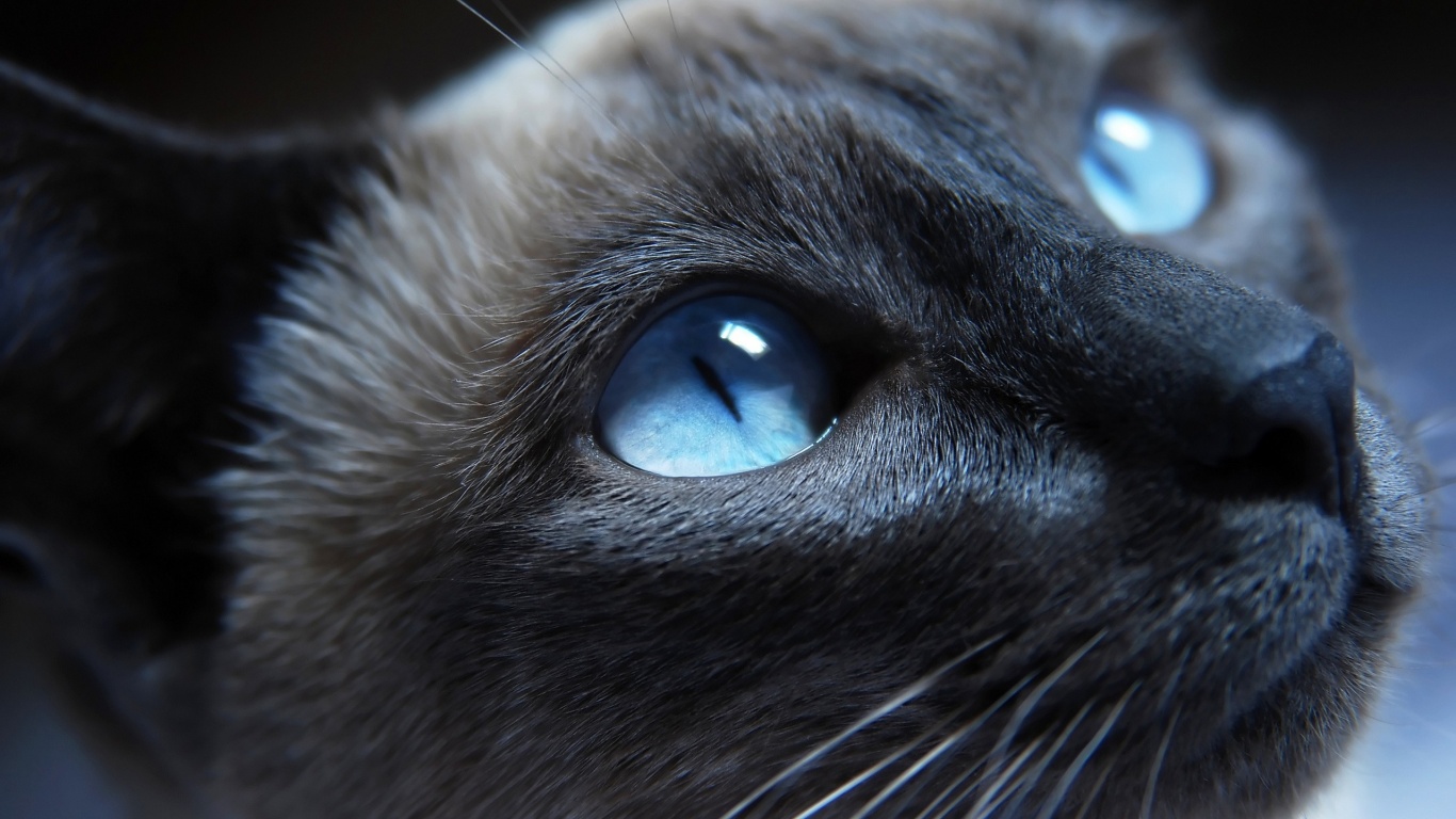 Кот с голубыми глазами обои