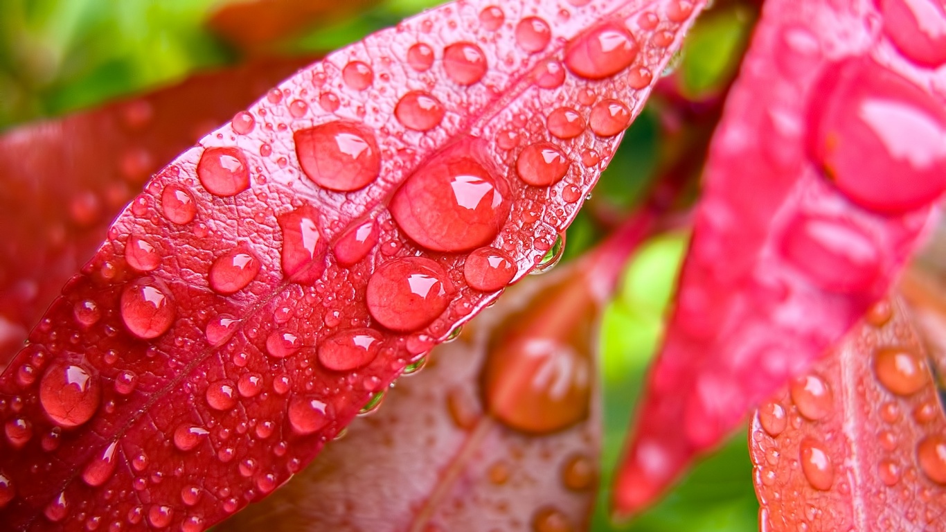Капли росы на красных листьях обои