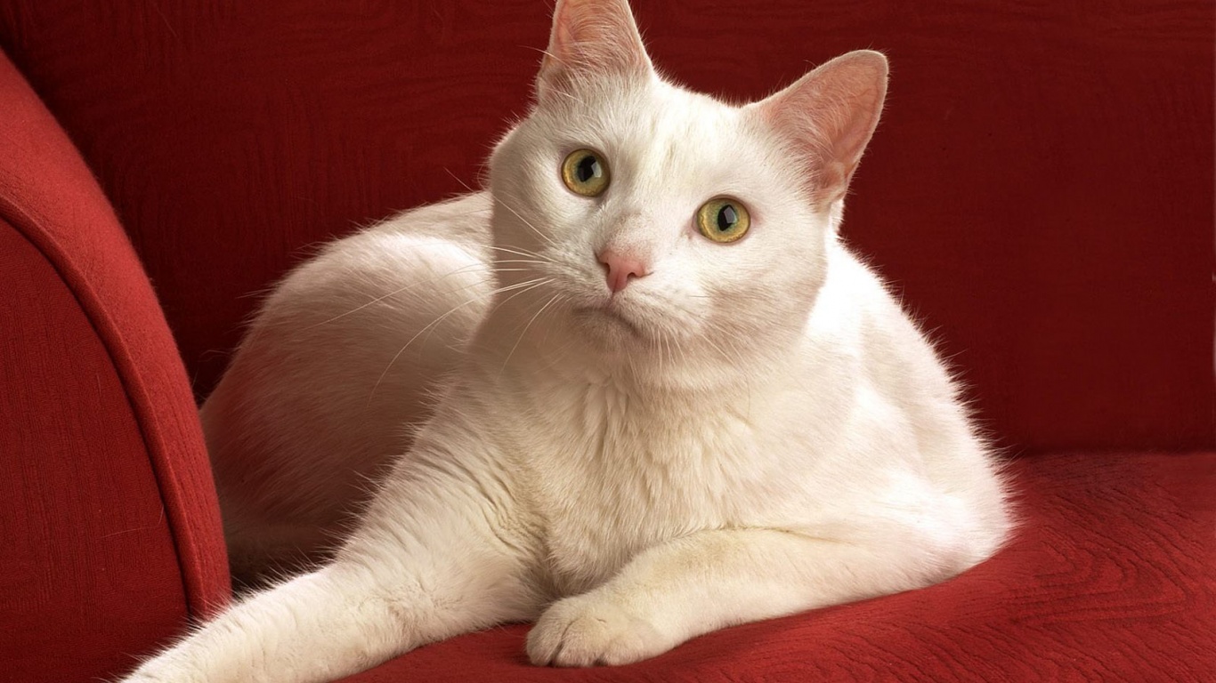 Белой кот на красном диване обои