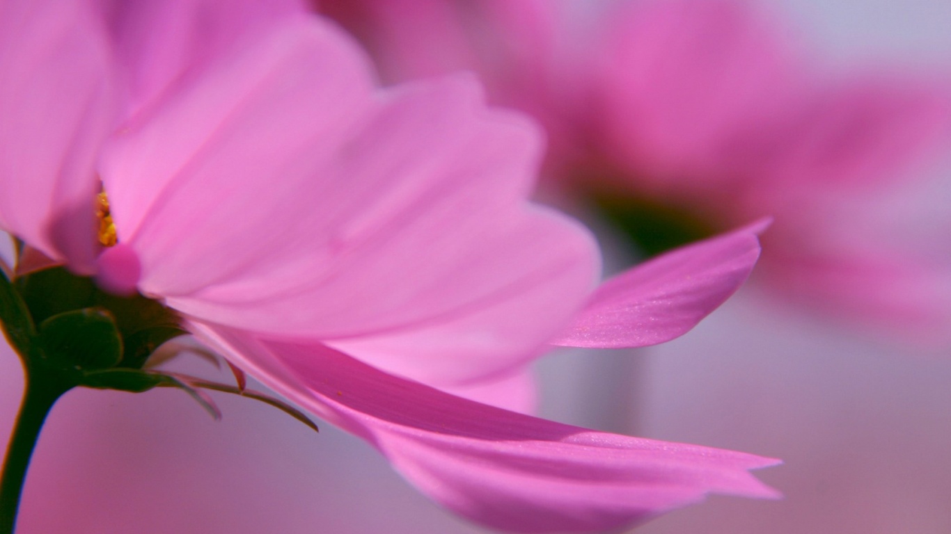 Розовый цветок обои