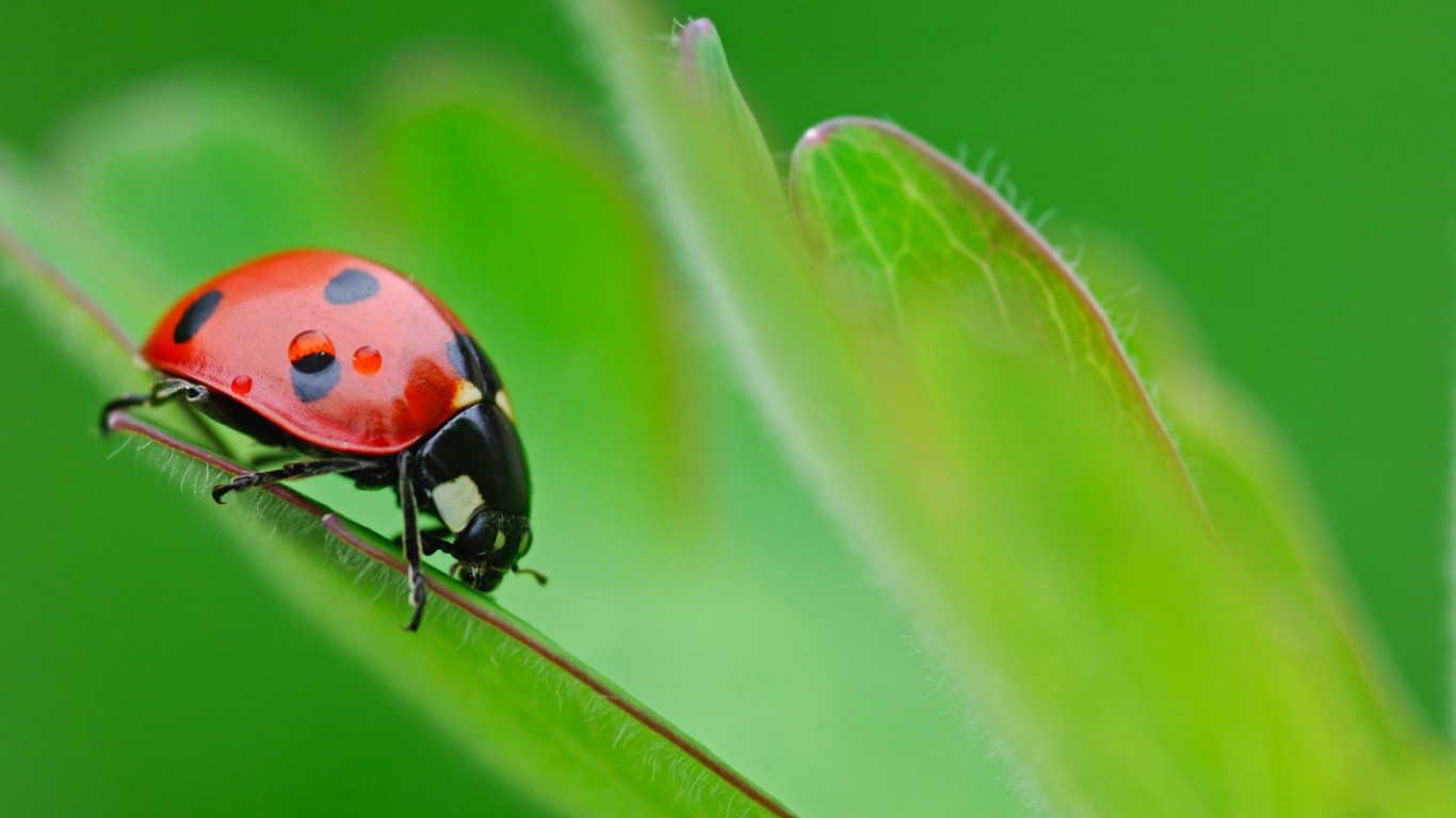 Божья коровка обои