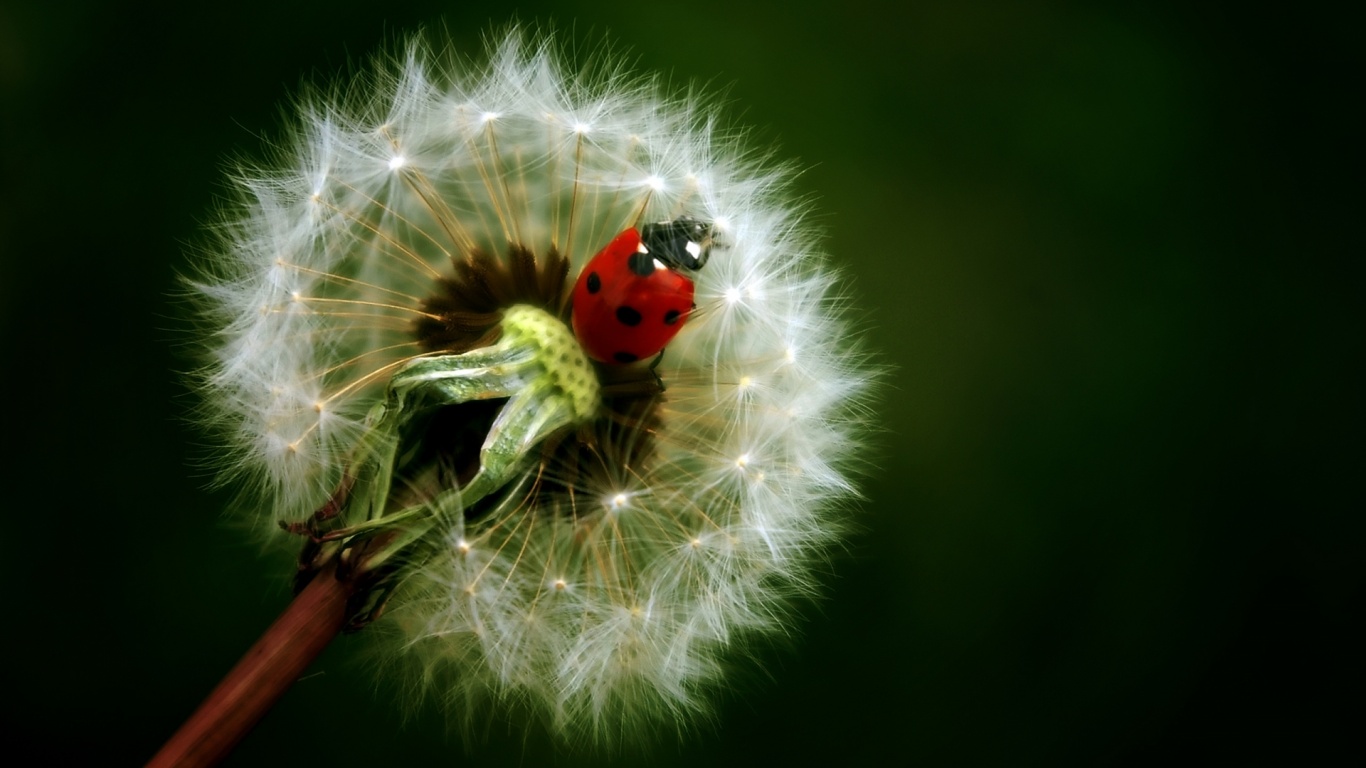 Божья коровка на одуванчике обои