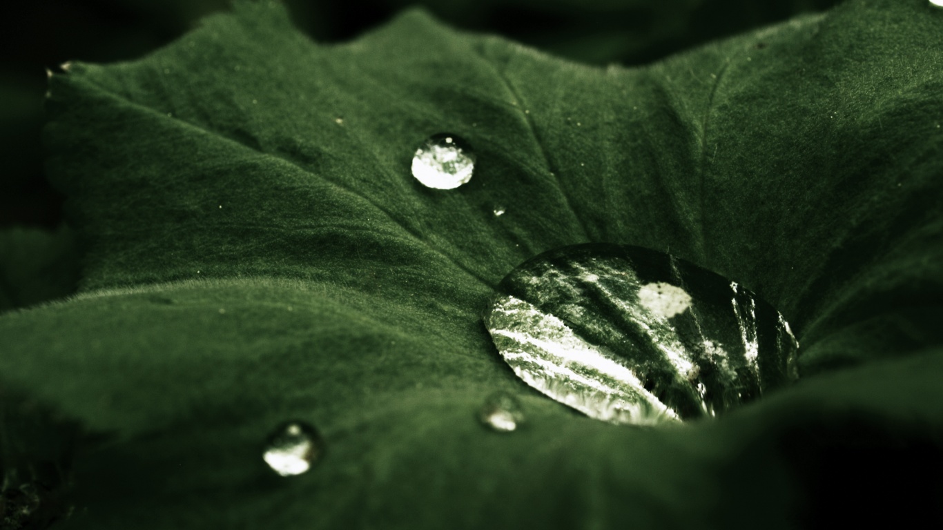 Капля в листе обои