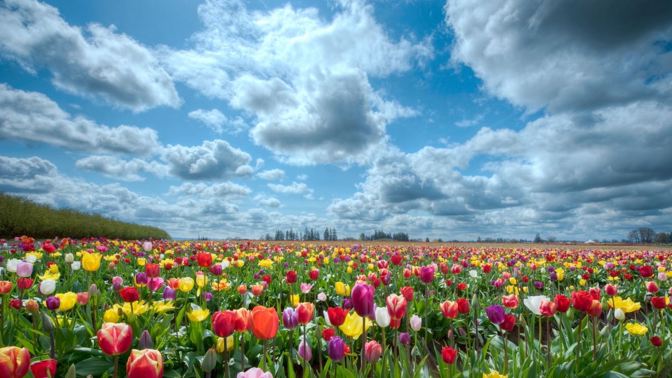 Поле тюльпанов обои