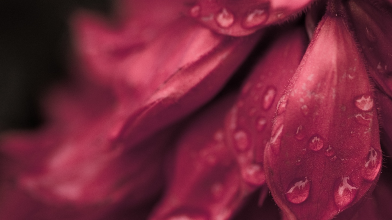 Лепестки обои