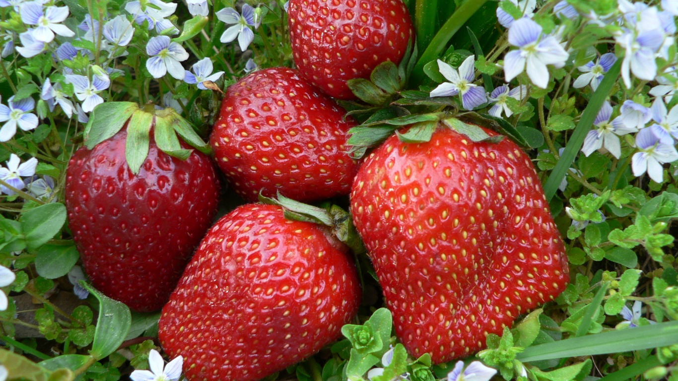 Клубника обои