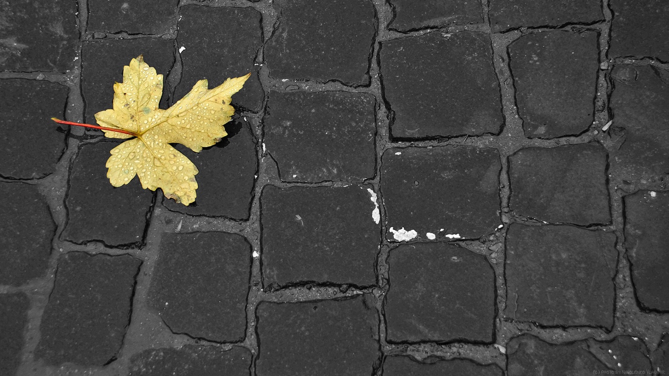 Упавший лист на мостовой обои