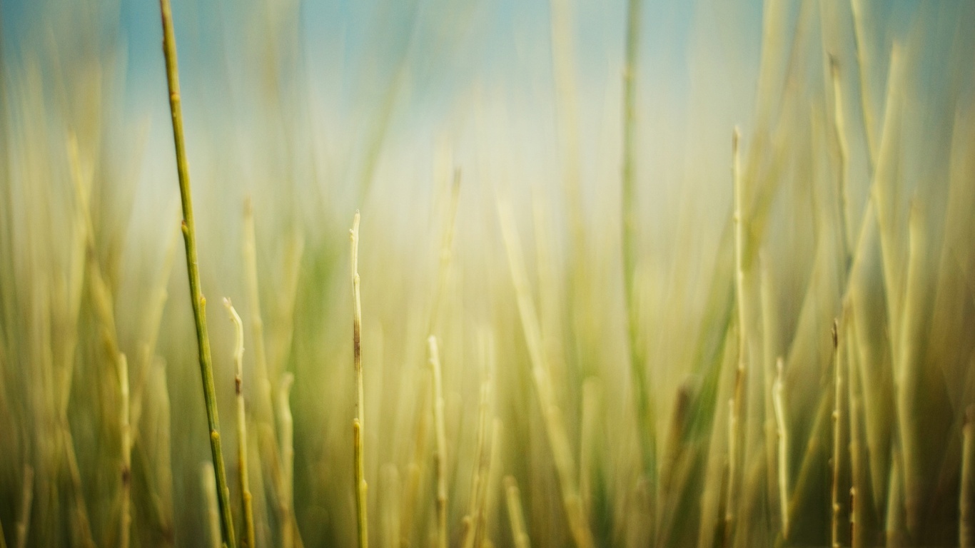 Трава обои