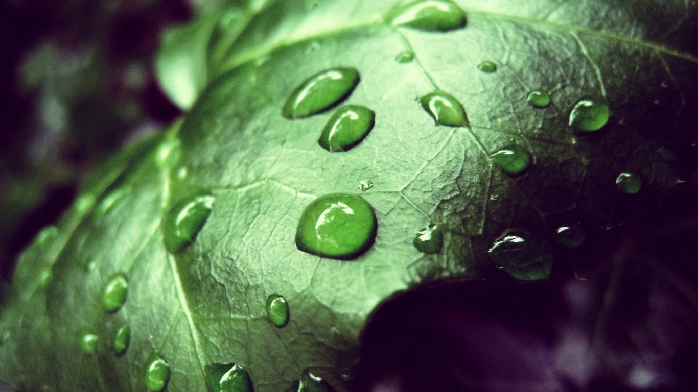 Капли росы на листе обои
