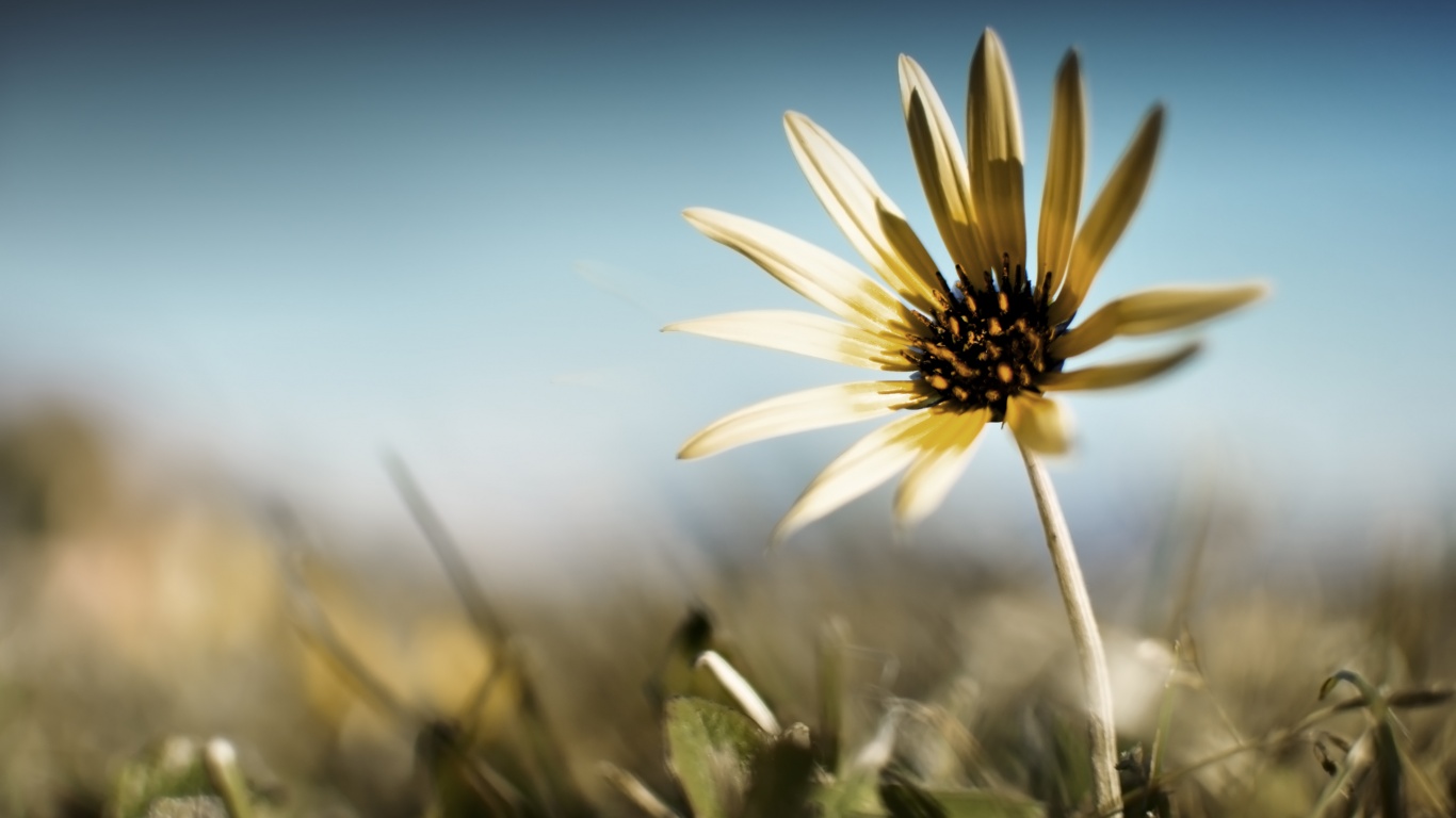 Летний цветок на солнце обои