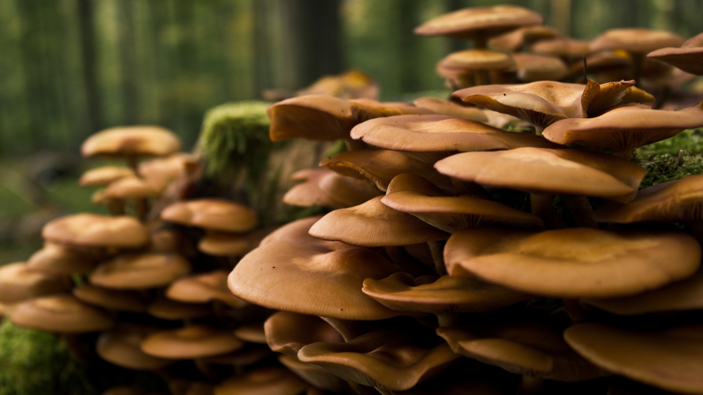 Лесные грибы на пне обои