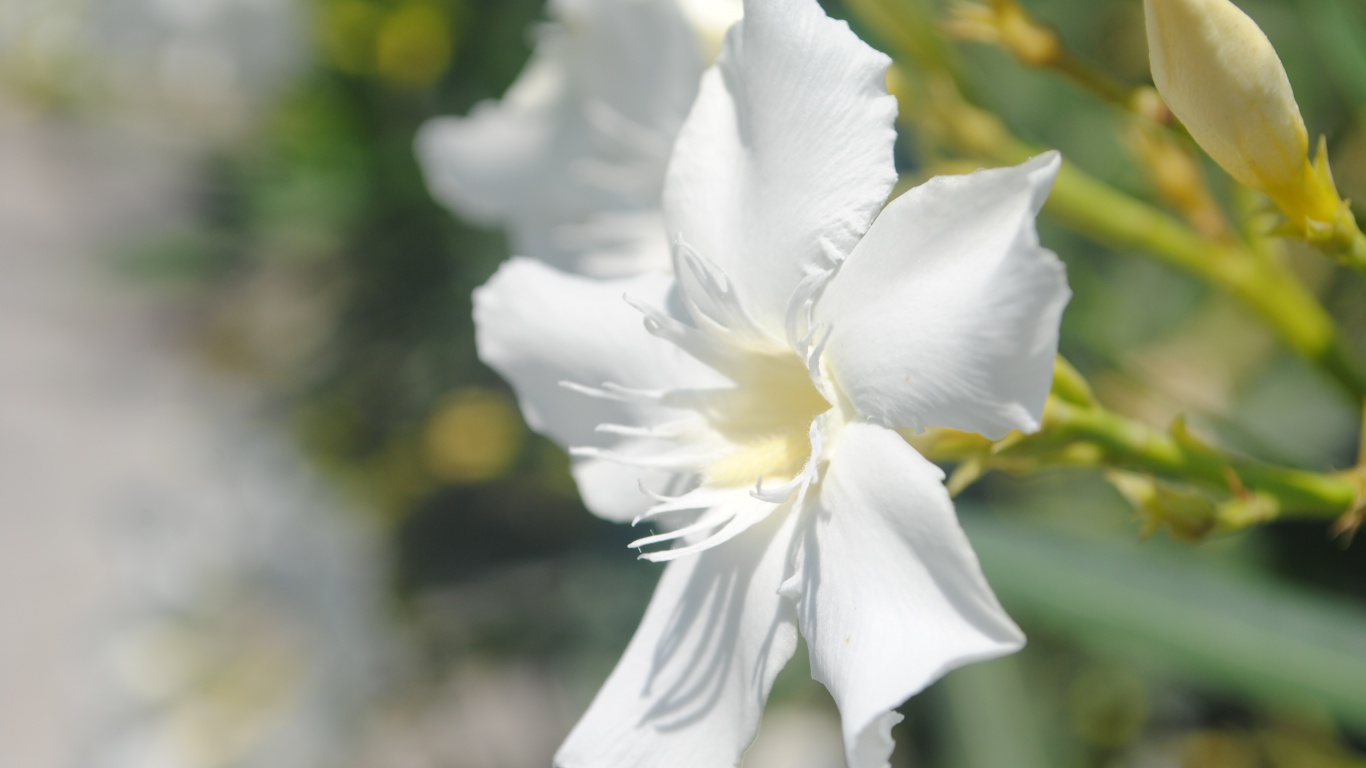 Эухарис, амазонская лилия обои