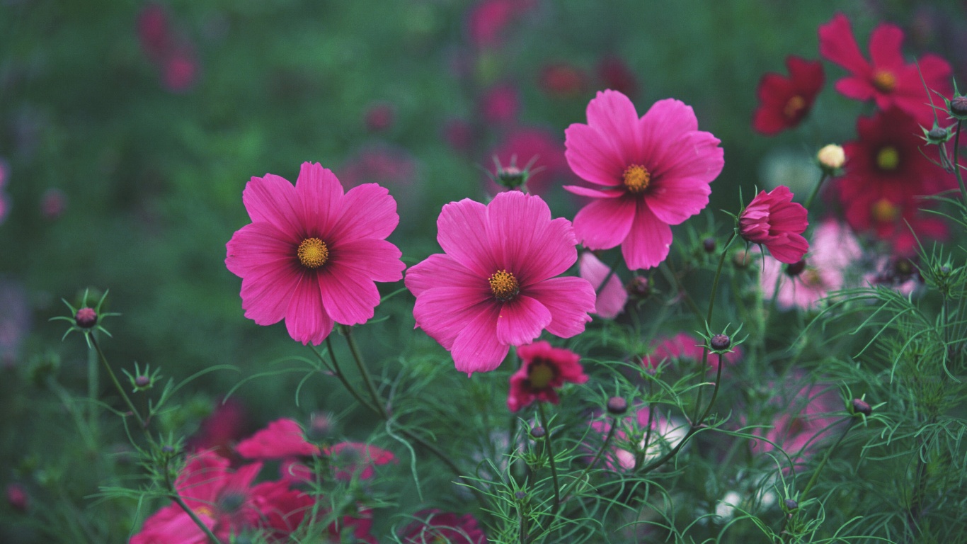 Яркие розовые цветы обои