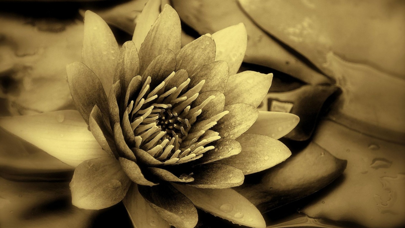 Кувшинка обои