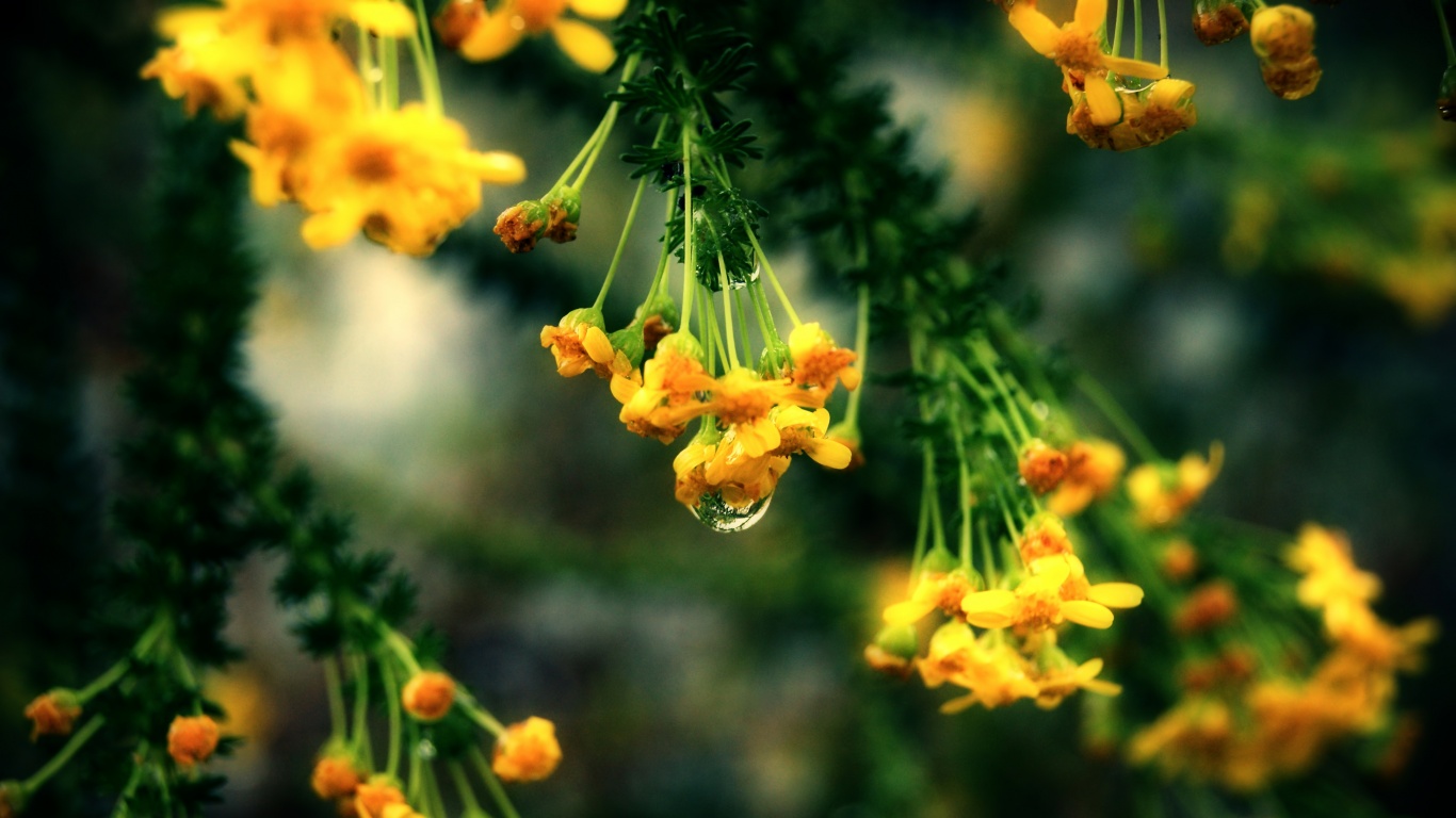 Жёлтые цветочки на ветке обои
