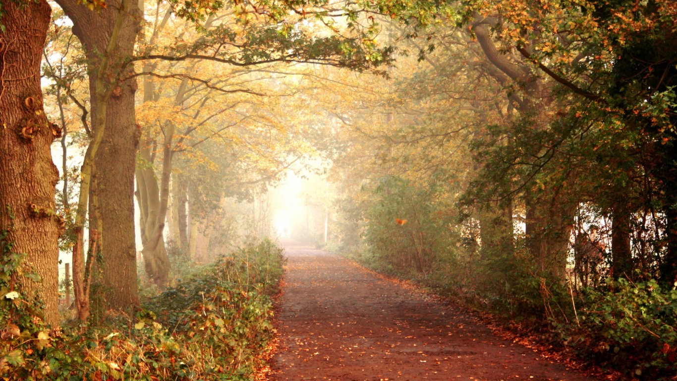 Парковая дорожка обои