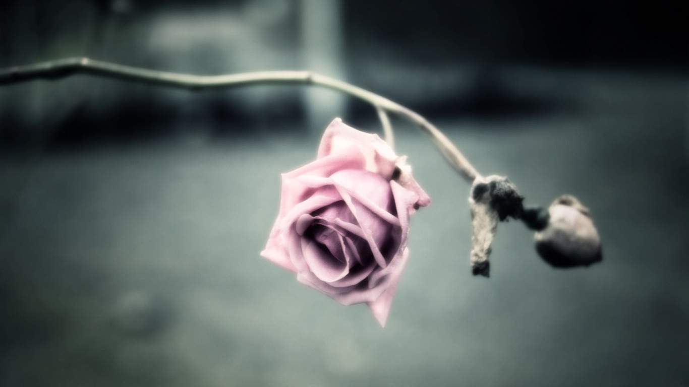 Увядающая роза обои