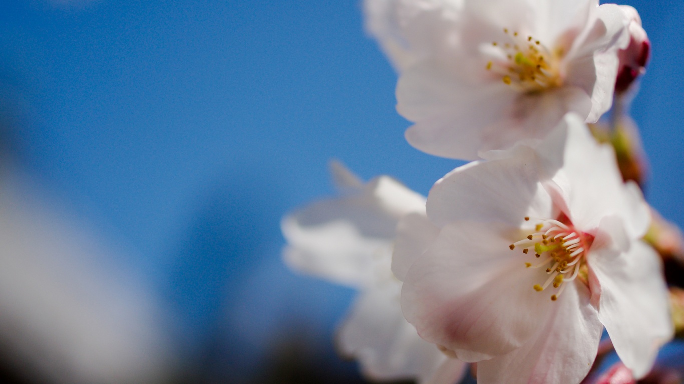 Нежные белые цветы обои