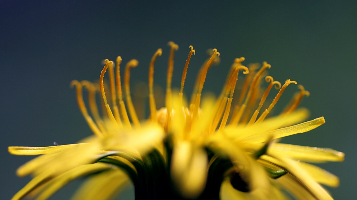 Тычинки обои