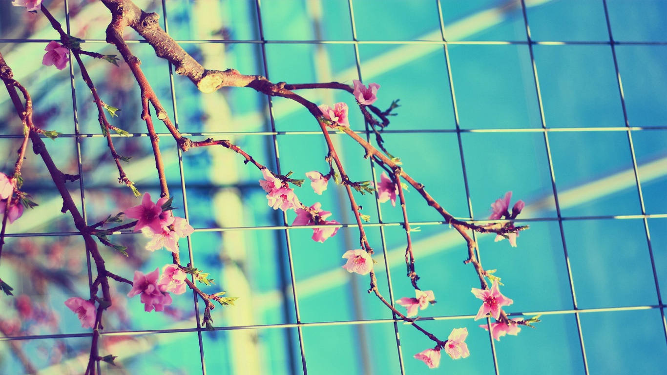 Ветка за сеткой обои