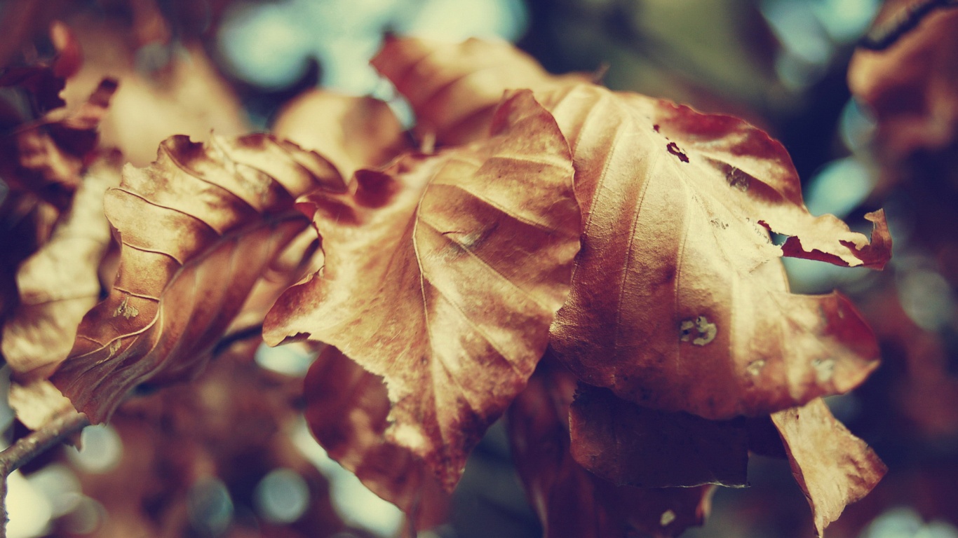 Засохший лист обои