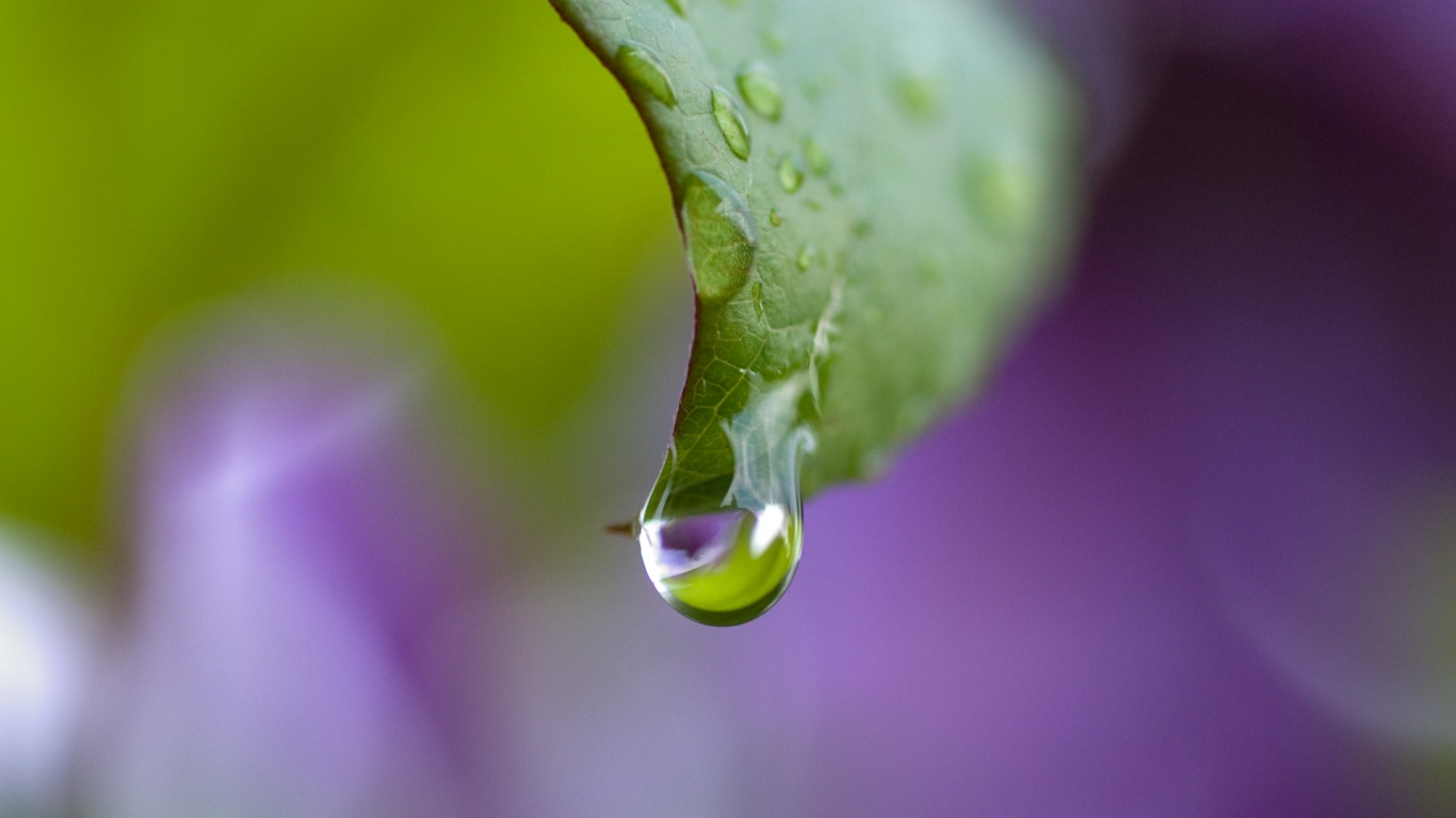 Капля на листе обои