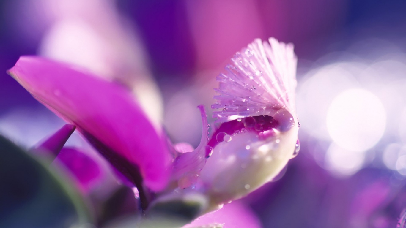 Капли на лиловом цветке обои