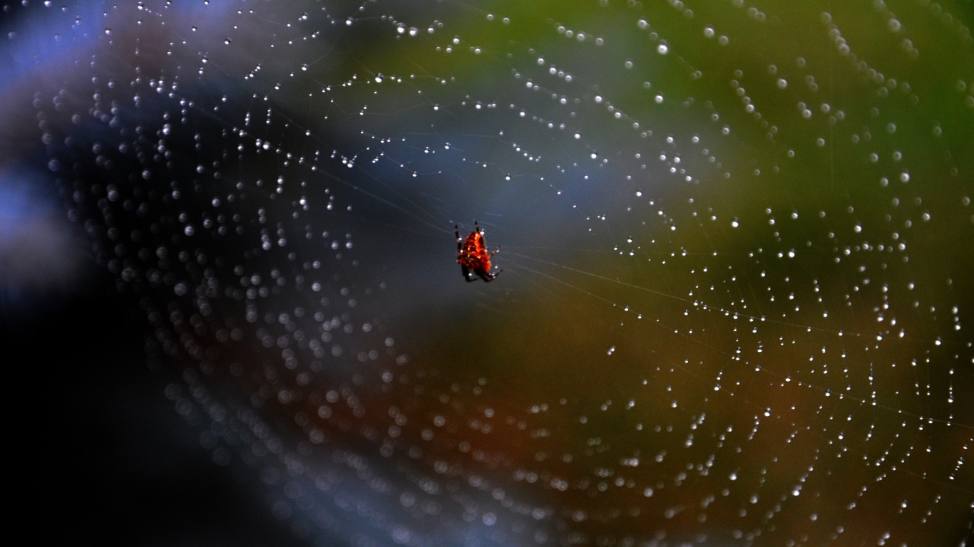 Паук на паутине обои