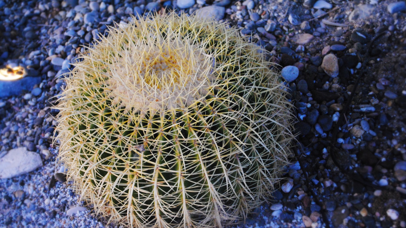 Круглый кактус обои