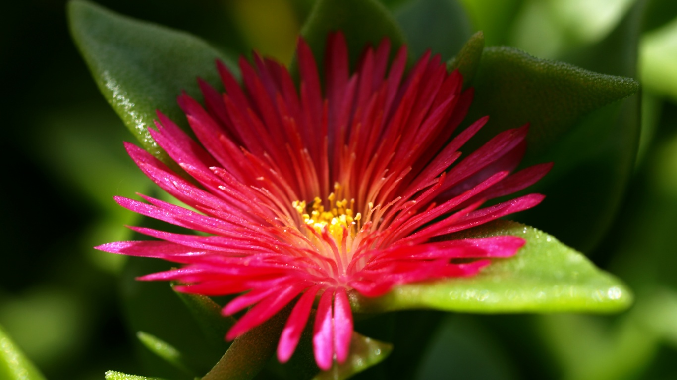 Чудесный цветок обои