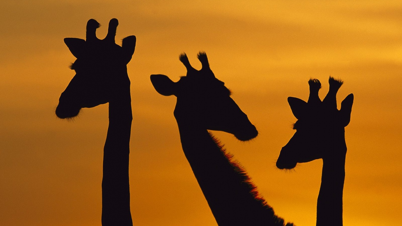 Три силуэта жирафов на фоне неба обои