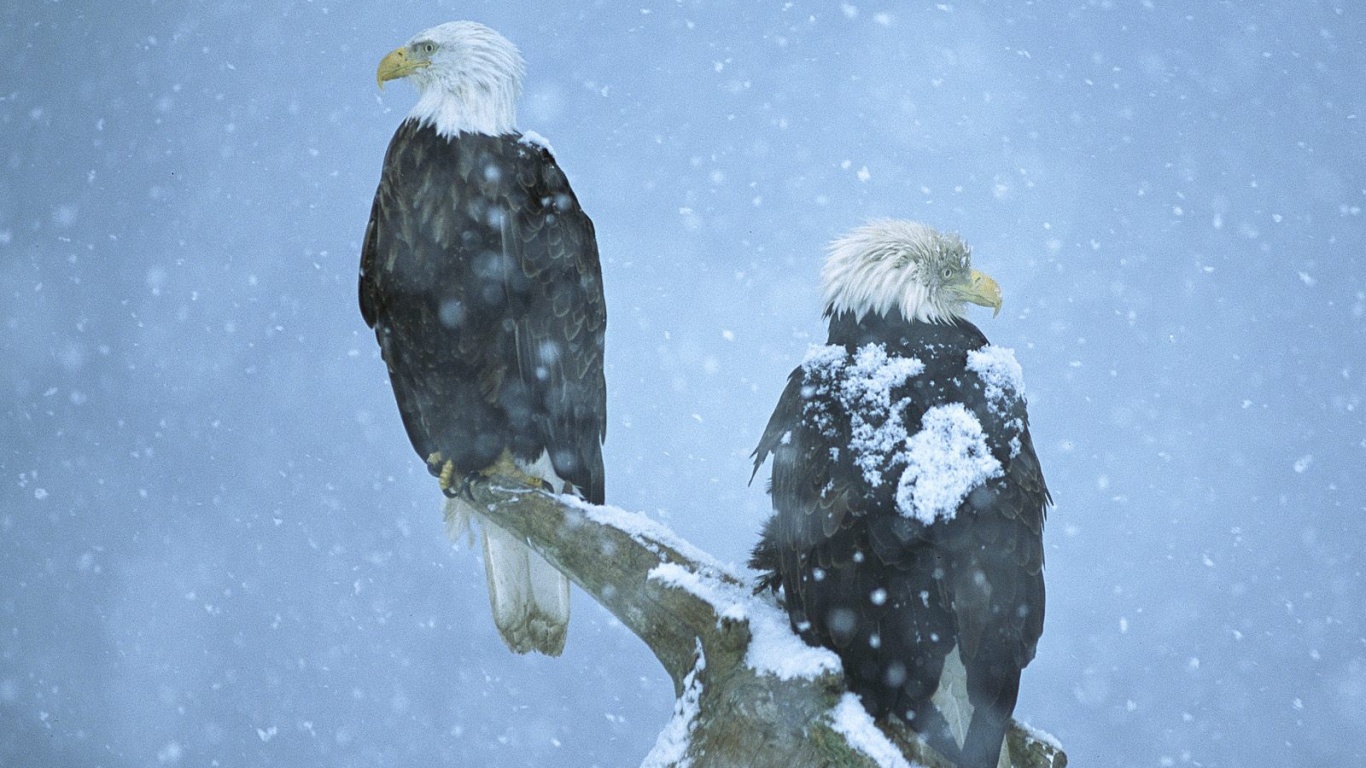 Орлы на ветке в снегопад обои