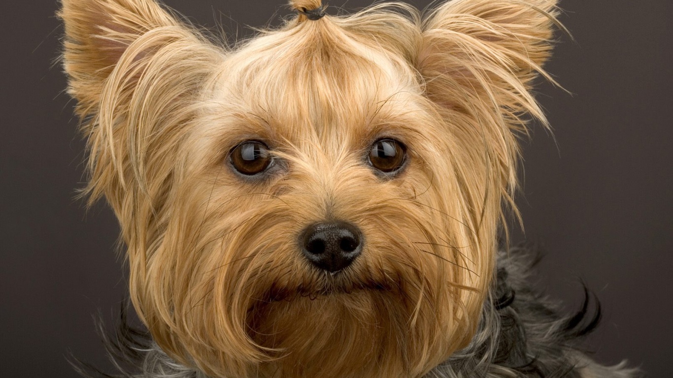 Йоркширский терьер обои