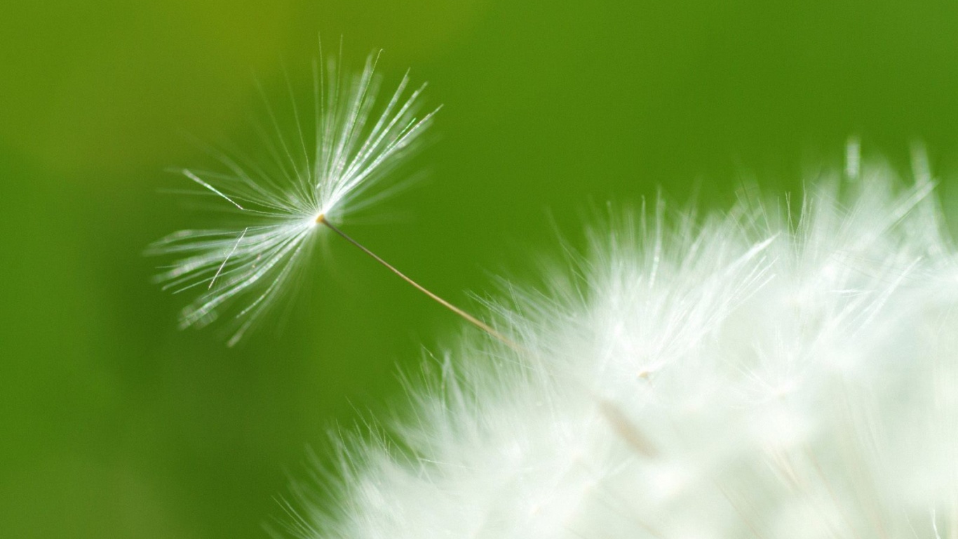 Пушинка одуванчика обои