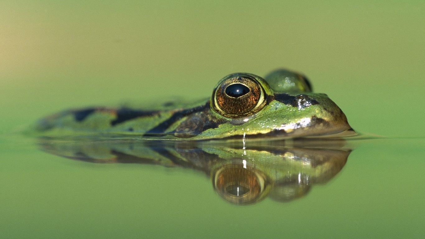 Лягушка обои