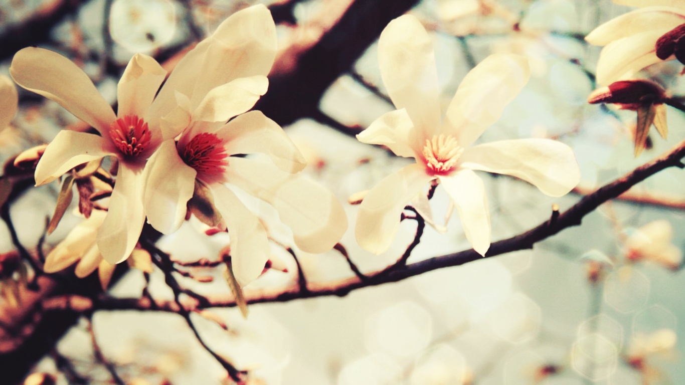 Цветы вишневого дерева обои
