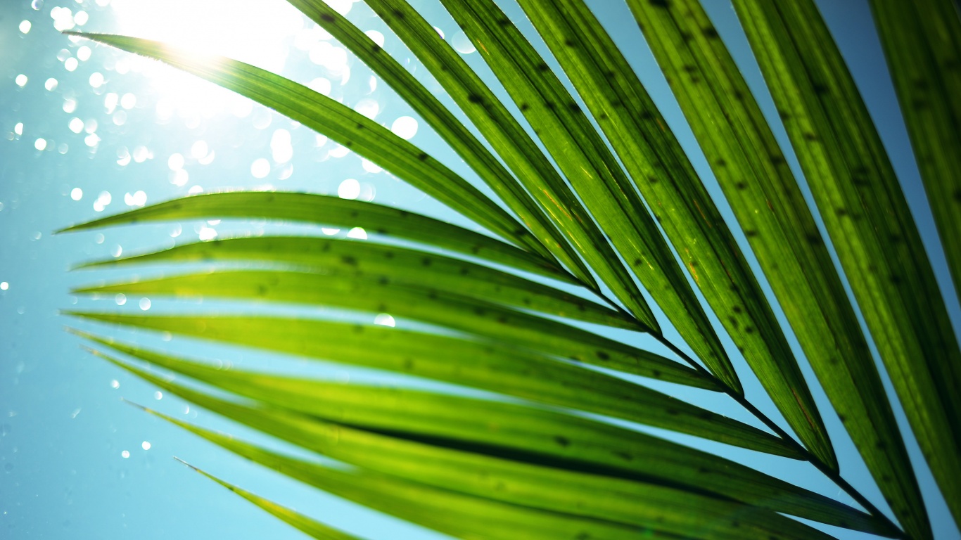 Солнце просвечивает сквозь пальмовый лист обои