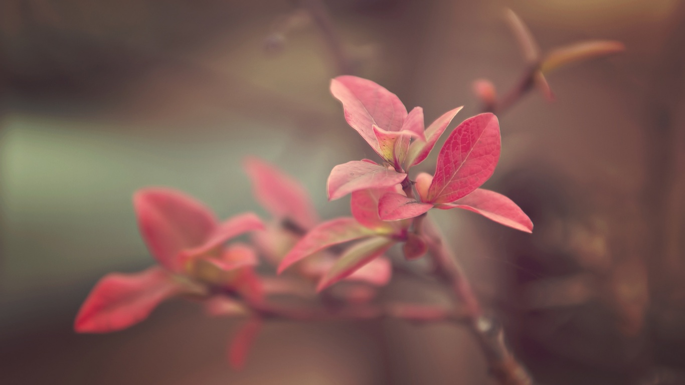 Красные листья на ветке обои