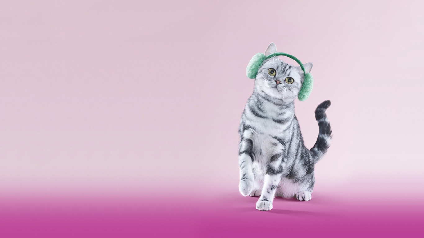 Кот в зеленых наушниках обои