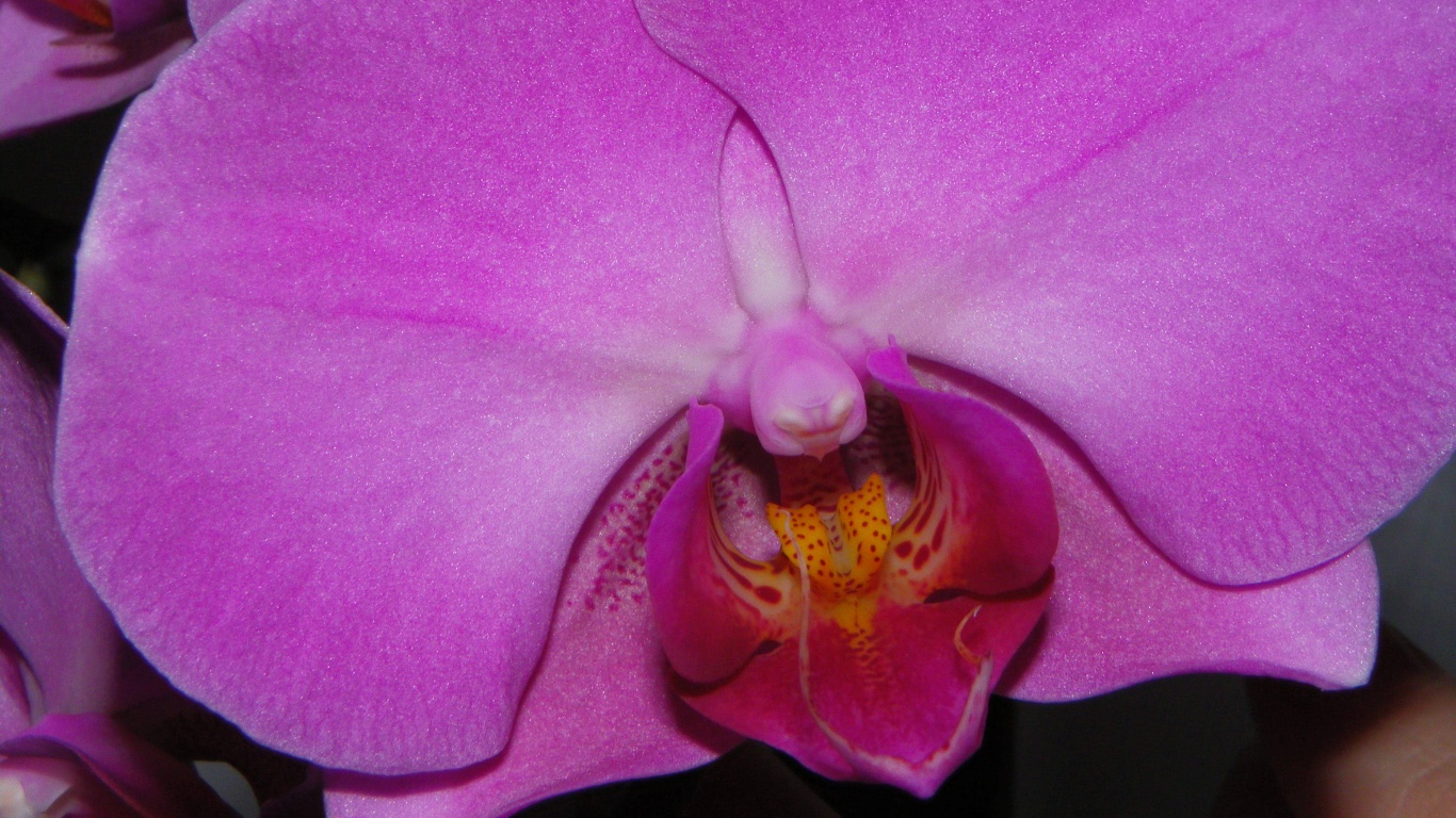 Фиолетовая орхидея обои