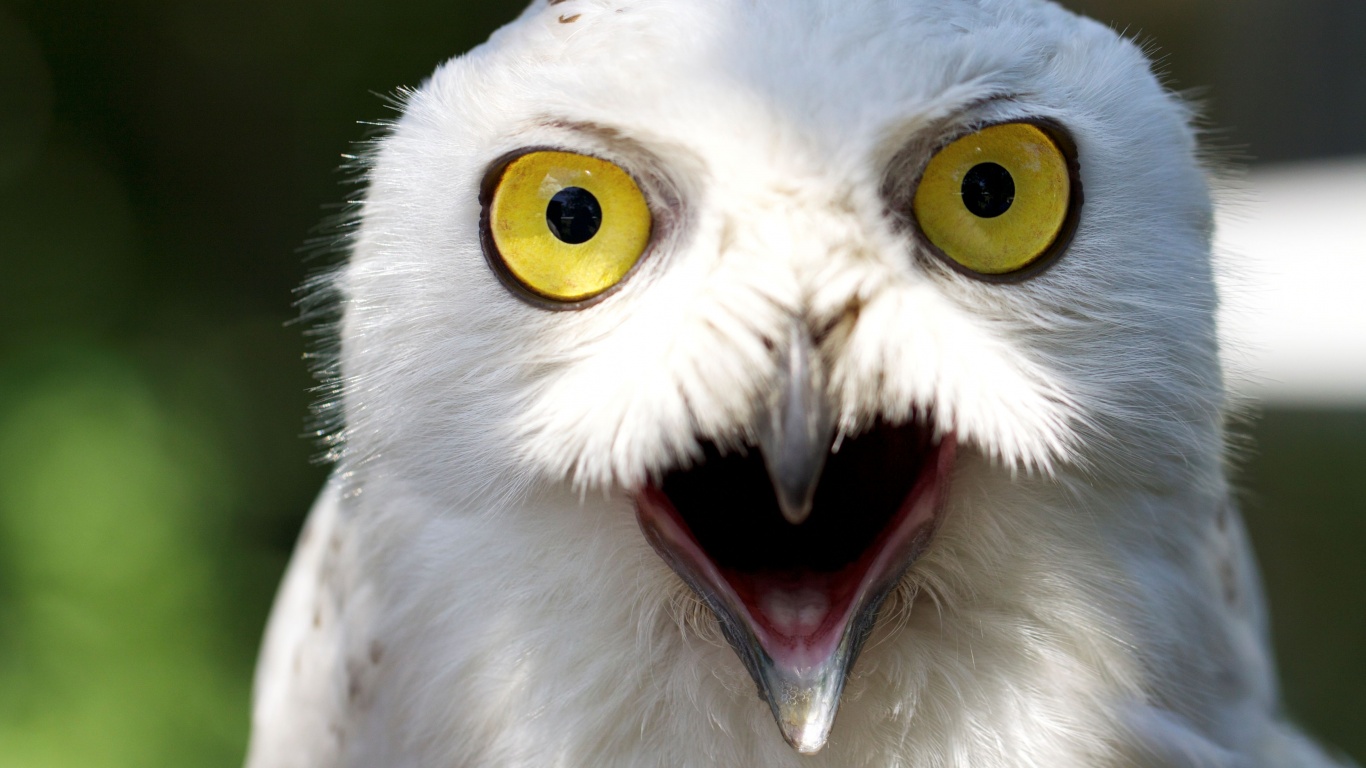 Сова в шоке! обои