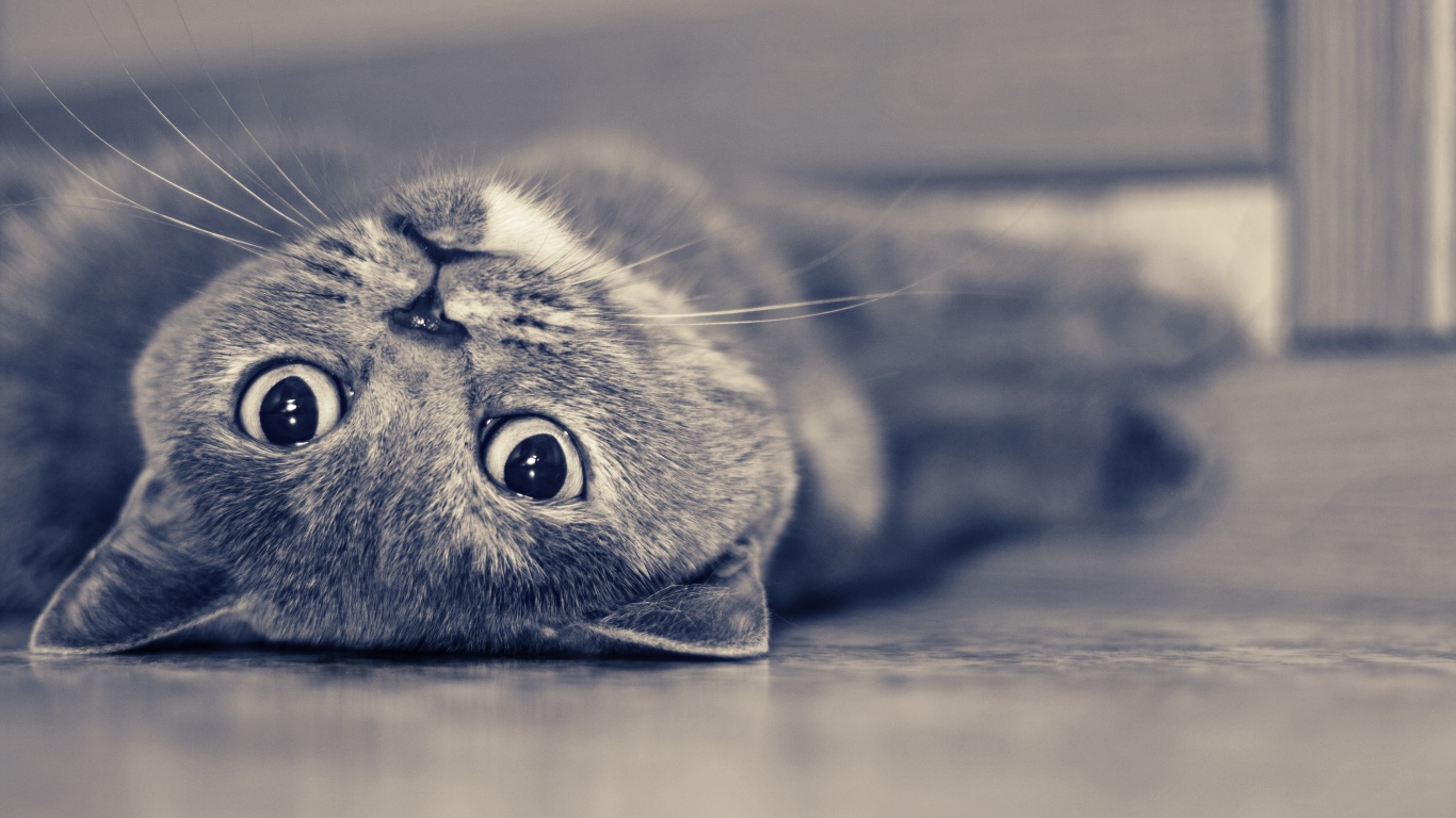 Кот британец обои