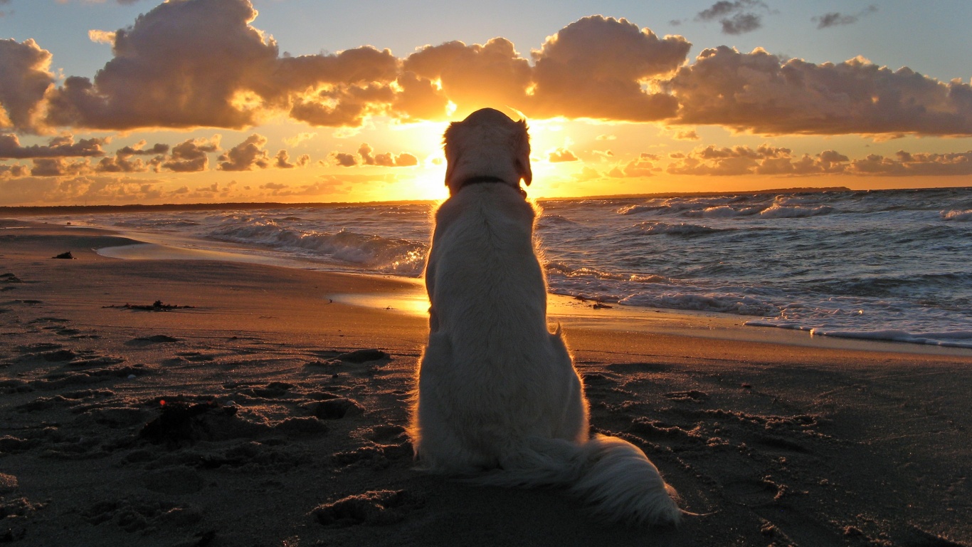 Собака наблюдающая закат на пляже обои