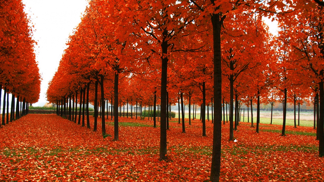 Скачать бесплатно осень обои